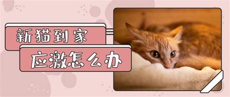 猫进家里|新猫到家，躲着不出来，不吃不喝，该怎么办好？